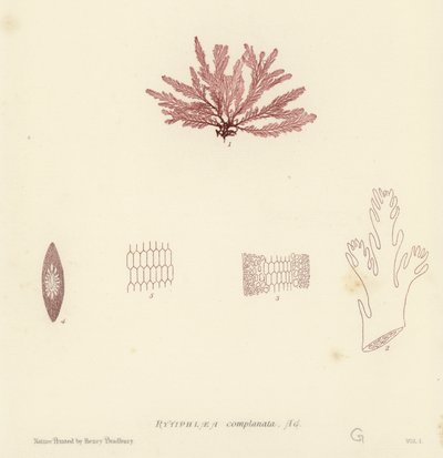 British Sea-Weed (naturtrykt) af English School